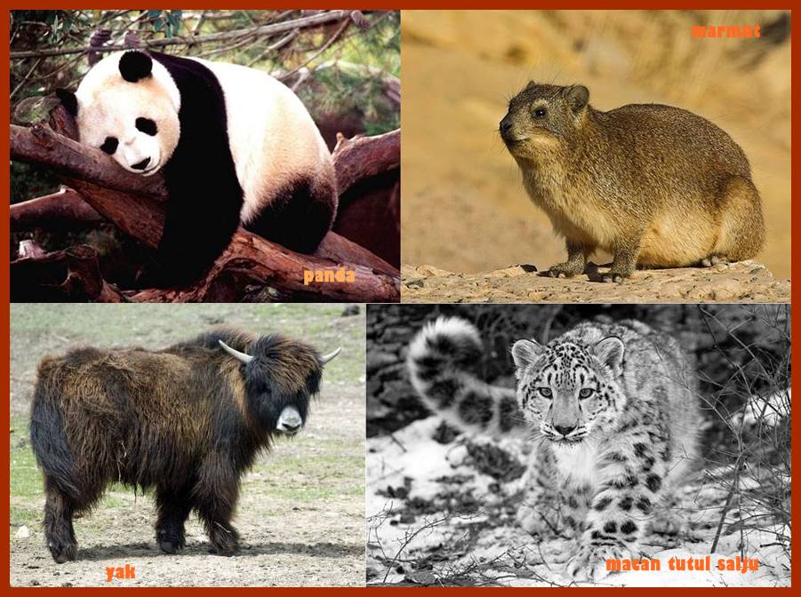 Berikut yang termasuk jenis hewan tipe asia adalah